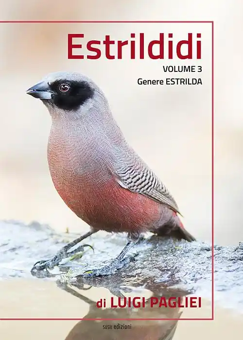 Novità Estrildidi. Ediz. illustrata. Vol. 3 Genere Estrilda