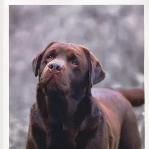 Prezzo Basso Il labrador dalla A alla Z