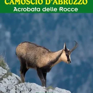 Ultime Pezzi Camoscio d‘Abruzzo. Acrobata delle rocce