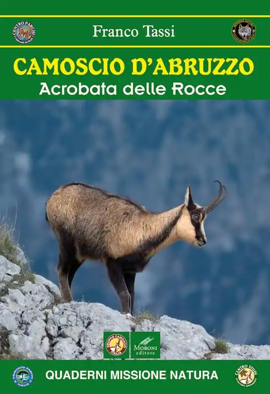 Ultime Pezzi Camoscio d‘Abruzzo. Acrobata delle rocce