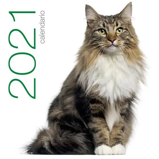 Gatti. Calendario da muro 2021 Compra Online
