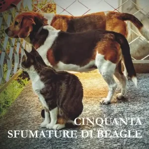 Miglior Prezzo Cinquanta sfumature di beagle. Ediz. integrale