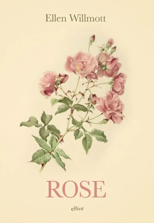 Rose Non Perdere