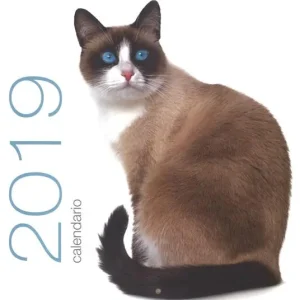 Gatti. Calendario da muro 2019 Offerta Del Giorno