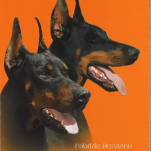 Solo Oggi Dobermann