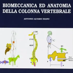 Biomeccanica ed anatomia della colonna vertebrale Scelto Dai Clienti