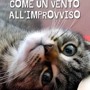 Vendita Finale Come un vento all‘improvviso