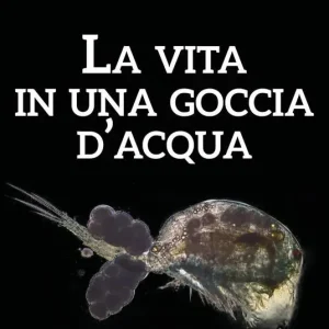 Saldi La vita in una goccia d‘acqua. Gli stagni del fiume Mesima